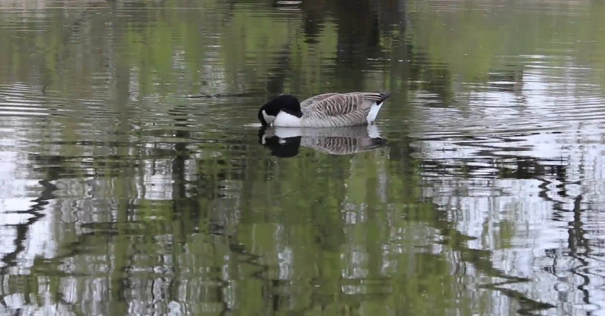 855010|加拿大鹅, 水中的动物CC0视频素材插图