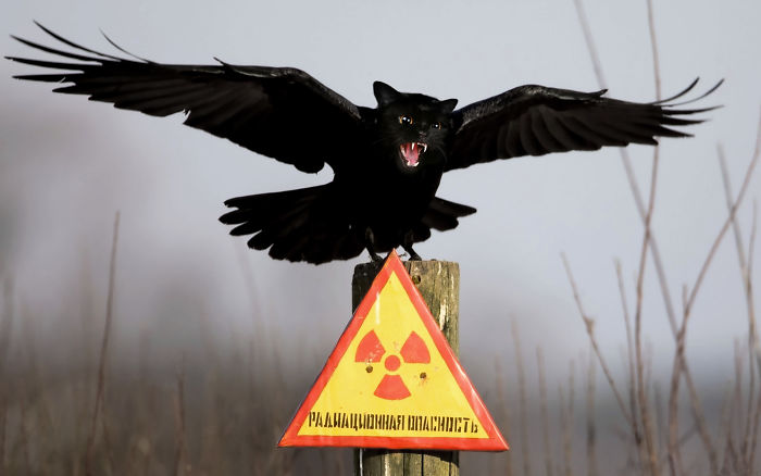 动物换头术-不同动物之间的结合体