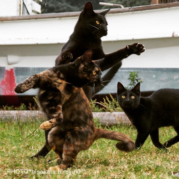 Hisakata Hiroyuki-喵星人“非比寻常”瞬间