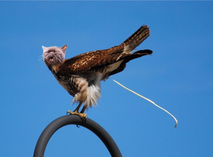 动物换头术-不同动物之间的结合体