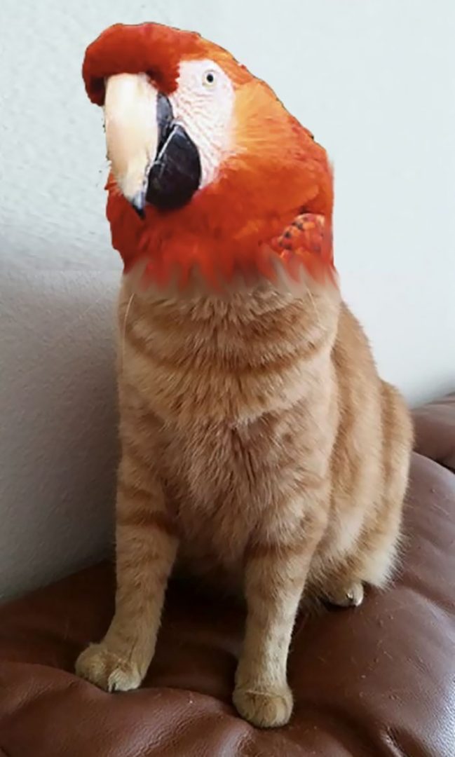 动物换头术-不同动物之间的结合体