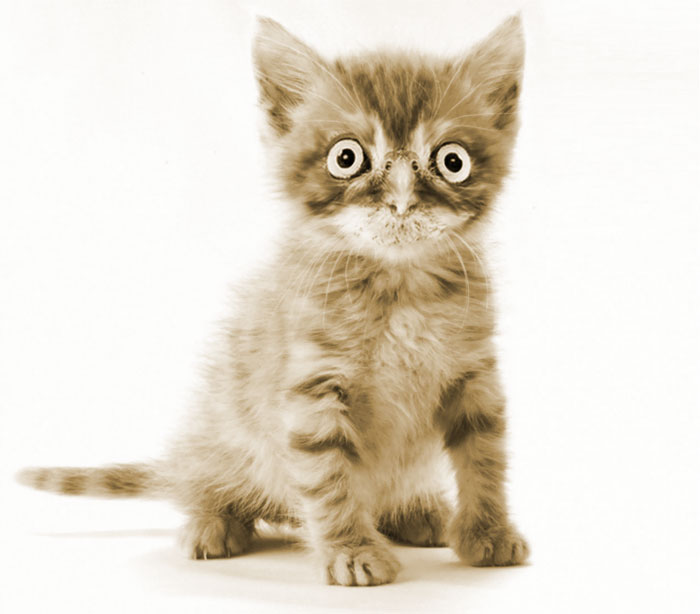 动物换头术-不同动物之间的结合体