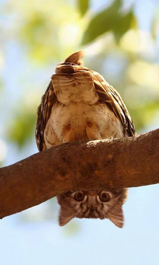 动物换头术-不同动物之间的结合体