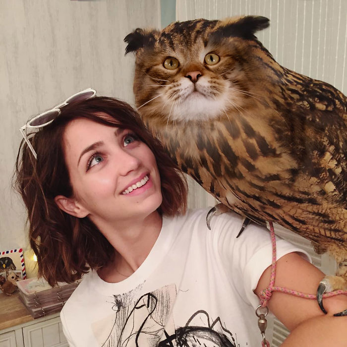 动物换头术-不同动物之间的结合体