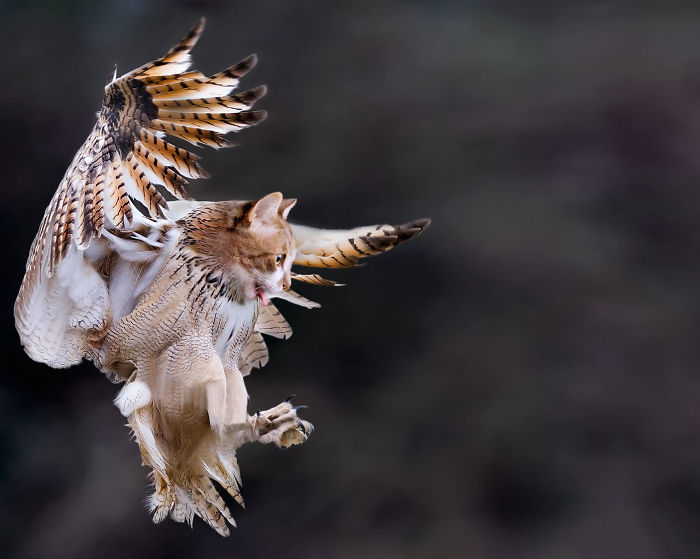 动物换头术-不同动物之间的结合体