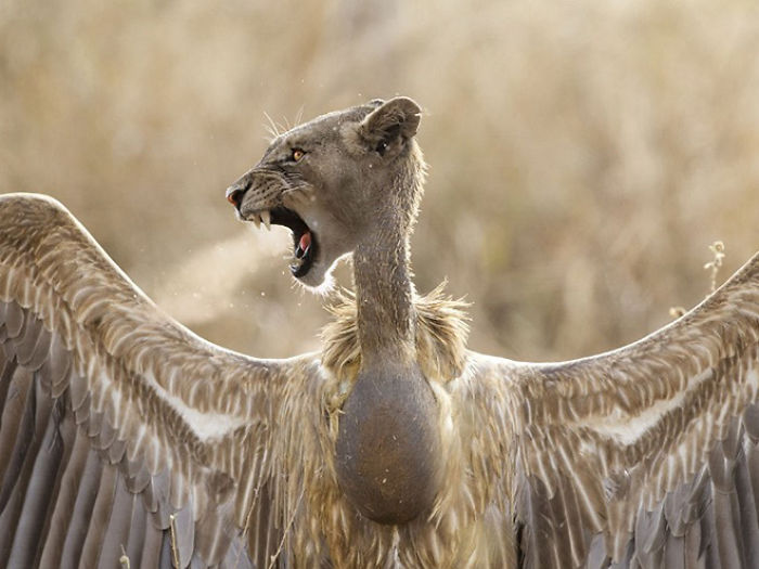 动物换头术-不同动物之间的结合体