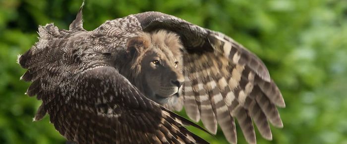 动物换头术-不同动物之间的结合体