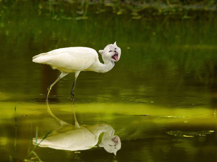 动物换头术-不同动物之间的结合体