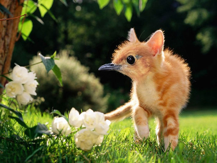 动物换头术-不同动物之间的结合体