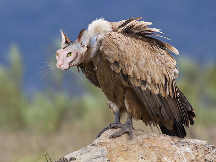 动物换头术-不同动物之间的结合体