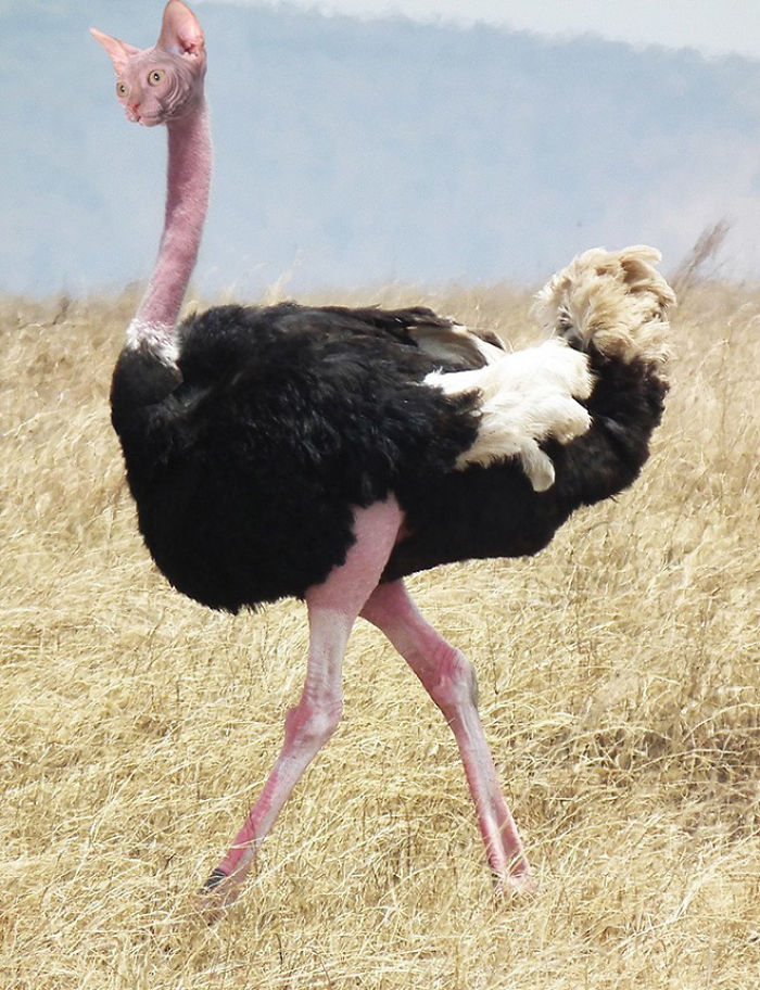 动物换头术-不同动物之间的结合体