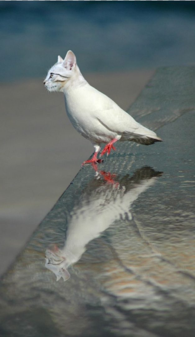 动物换头术-不同动物之间的结合体