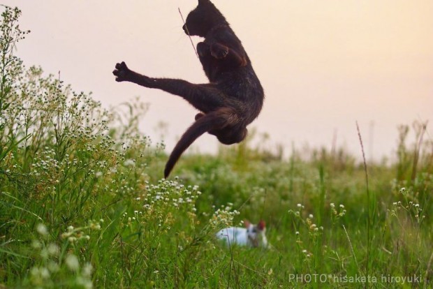Hisakata Hiroyuki-喵星人“非比寻常”瞬间