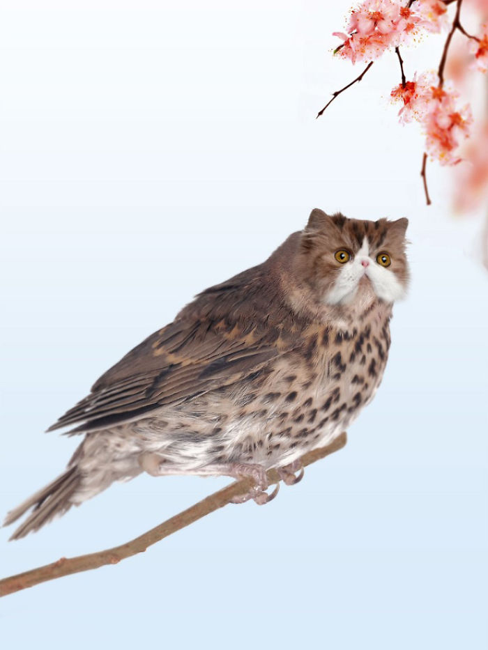 动物换头术-不同动物之间的结合体