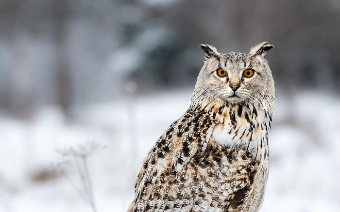 动物换头术-不同动物之间的结合体