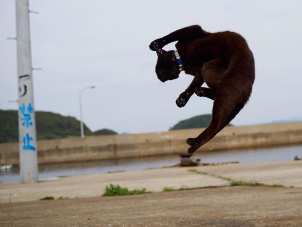 Hisakata Hiroyuki-喵星人“非比寻常”瞬间