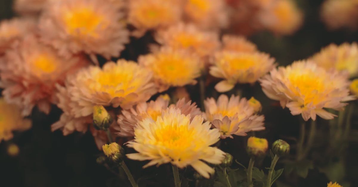 1494265|一束束黄色的菊花CC0视频素材插图