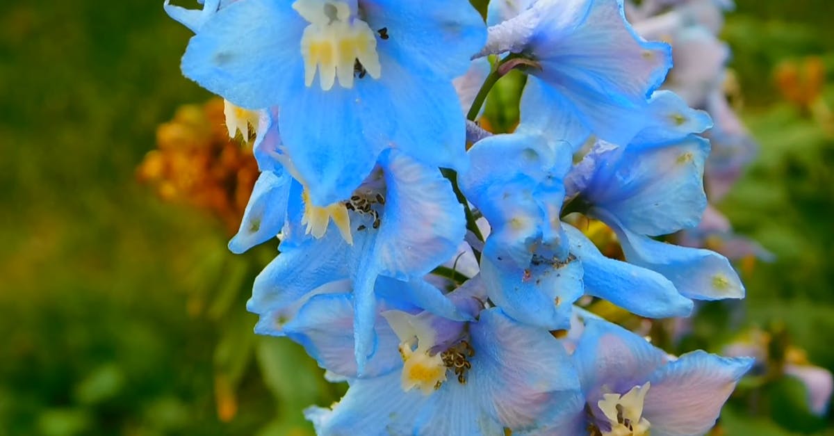 1318492|蓝色花朵植物盛开的CC0视频素材插图