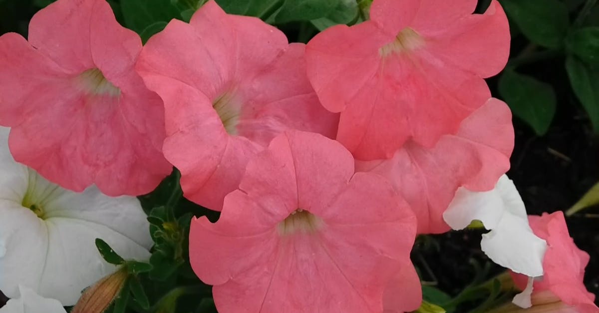 1344336|粉红色的矮牵牛花朵盛开CC0视频素材