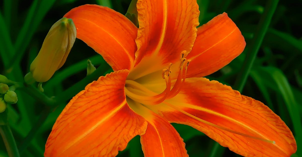 1196942|漂亮的萱草开花实拍CC0视频素材