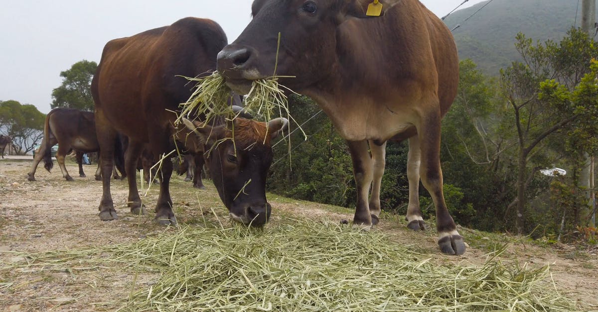 2865372牧场一群黄牛奶牛吃草4kcc0视频素材