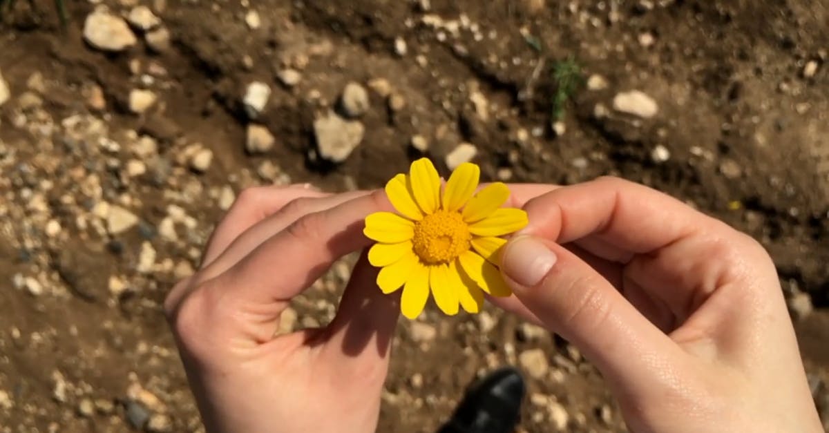 854004|黄色小菊花摘花瓣CC0视频素材插图
