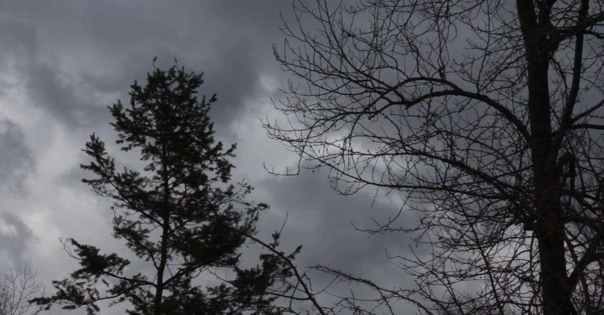 2018959|树林剪影阴暗的天空延时CC0视频素材插图