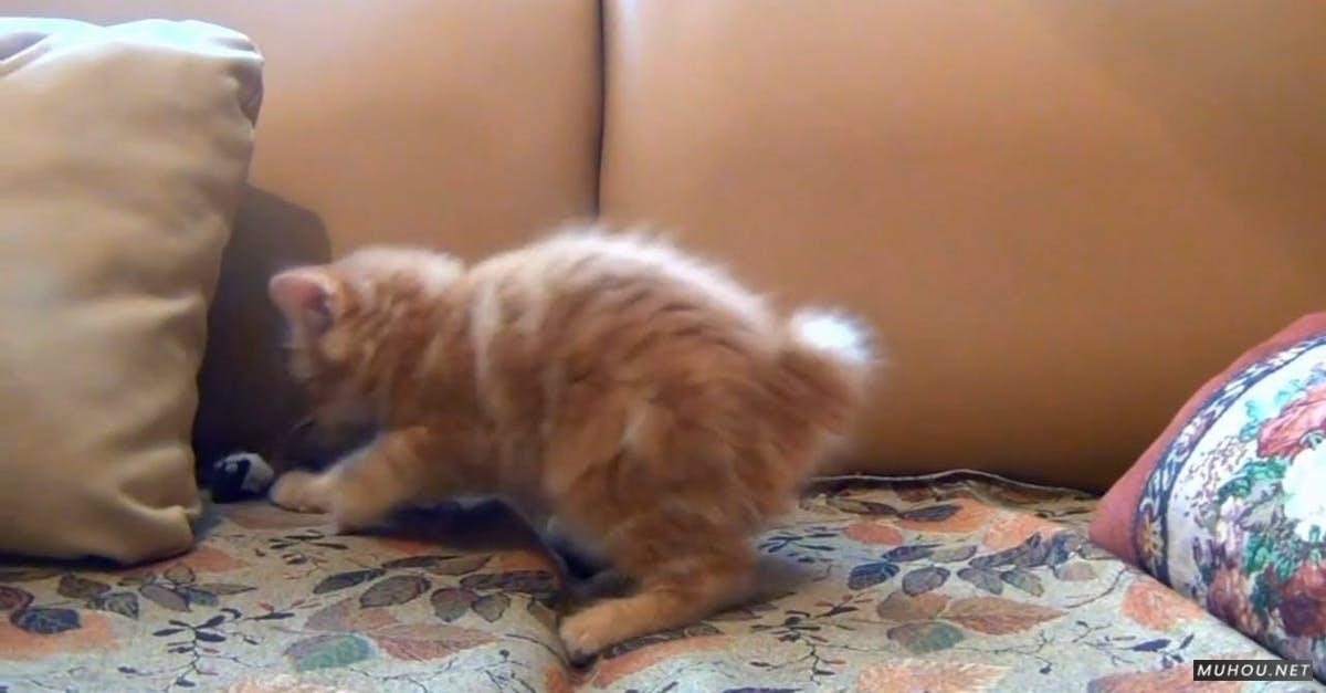 855282|沙发的可爱的小奶猫标清实拍CC0视频素材插图