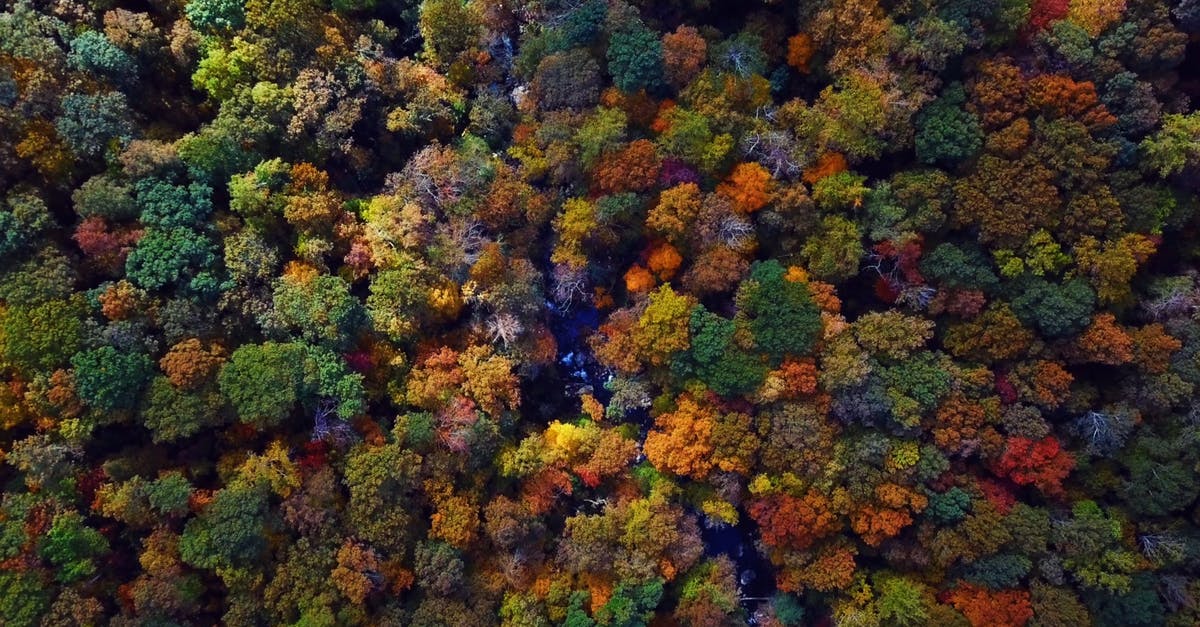 1564582|航拍彩色的森林树木4KCC0视频素材