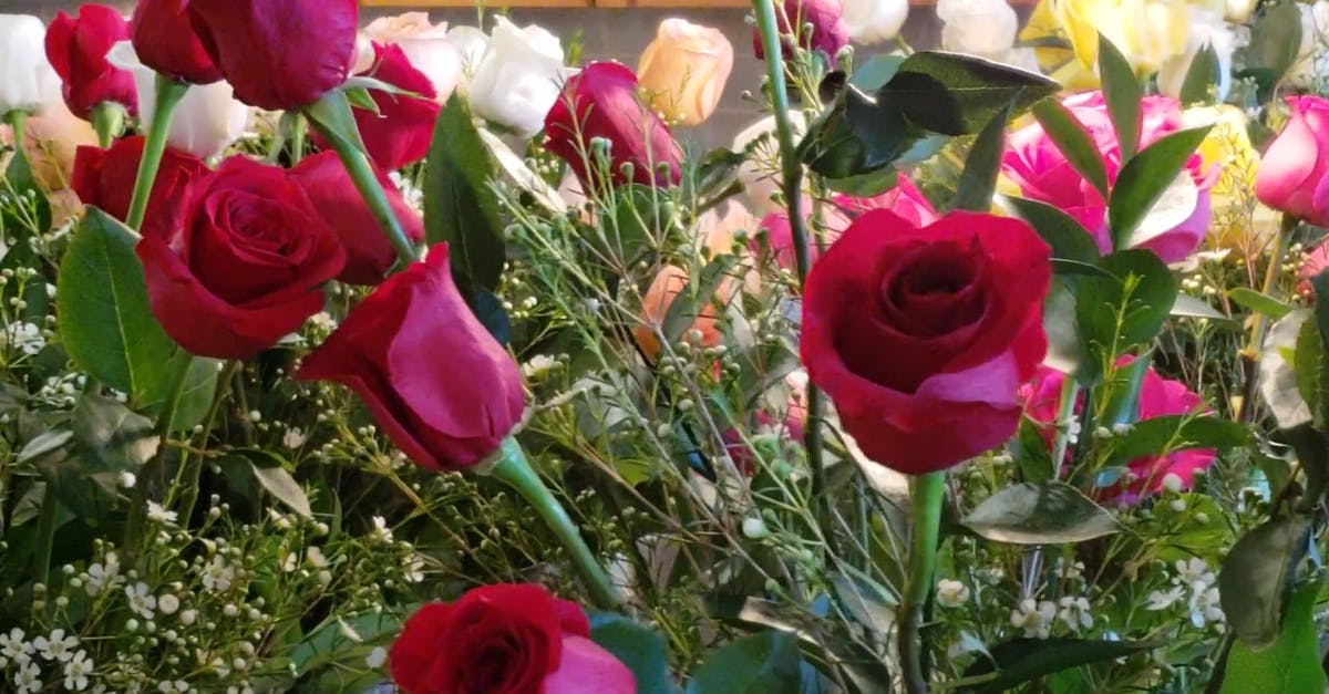 1745947|花园中的红玫瑰和白玫瑰CC0视频素材