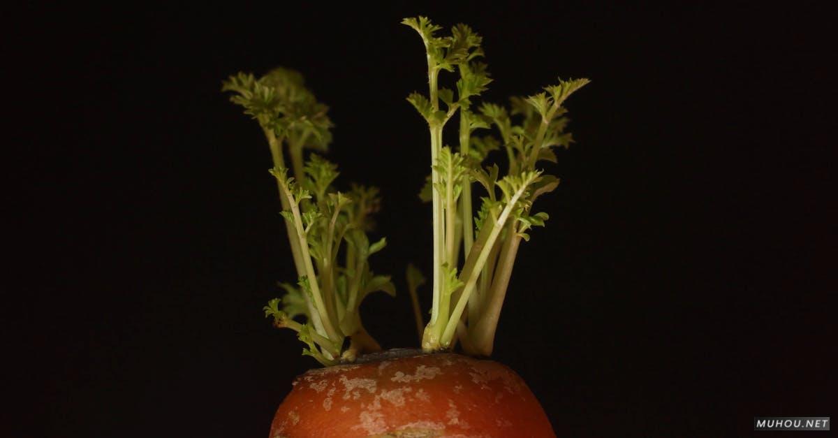 856994|胡萝卜发芽, 成长植物延时摄影4KCC0视频素材插图