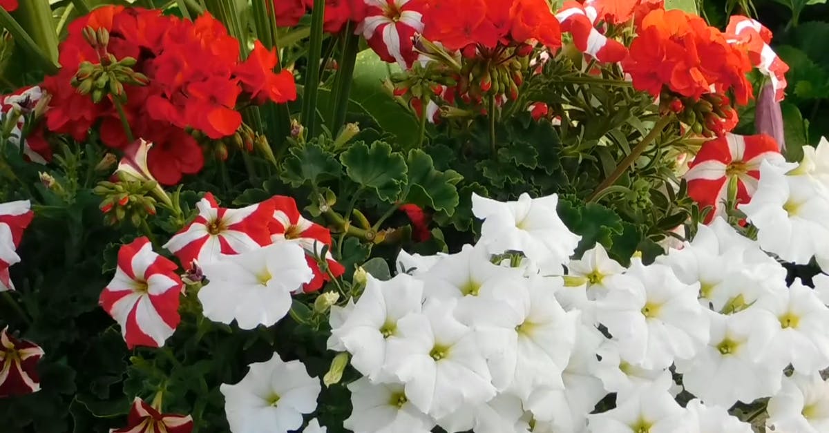 1304711| 各式各样的的鲜花花丛实拍CC0视频素材