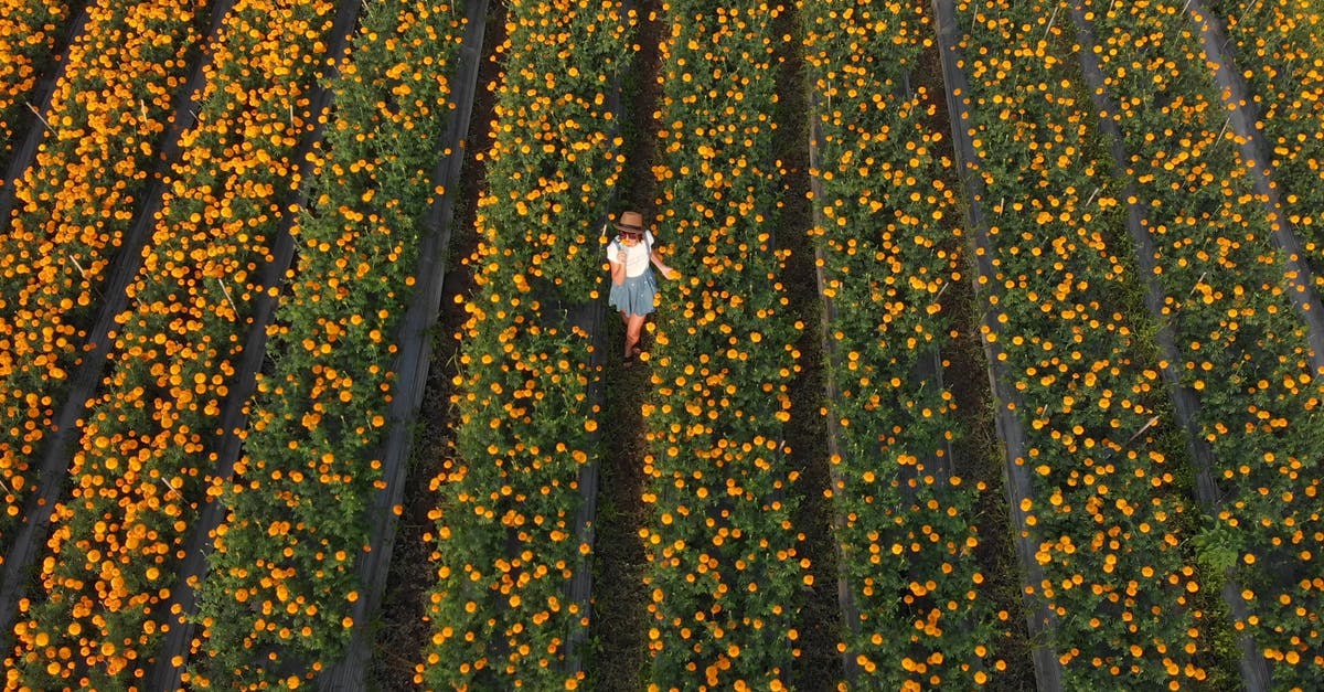 3333365|无人机航拍农场菊花园的女人4KCC0视频素材插图