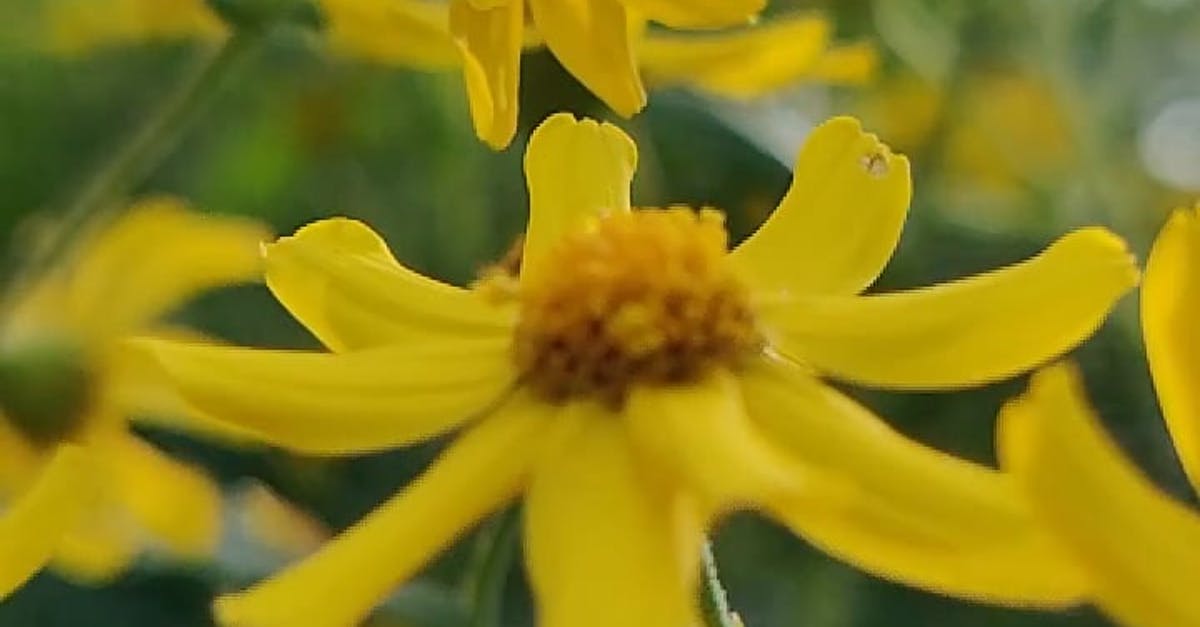 3111343|黄色花瓣菊花盛开HDCC0视频素材（竖屏）插图