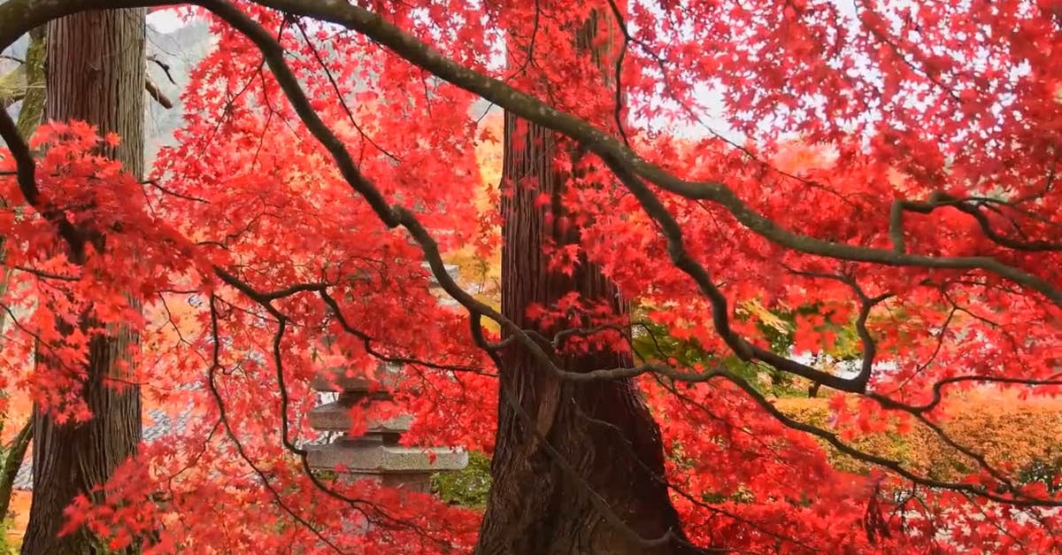 1777892|秋天漂亮的红色枫叶HDCC0视频素材