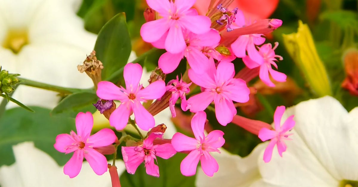 1362161|高雪轮粉色鲜花开花实拍CC0视频素材