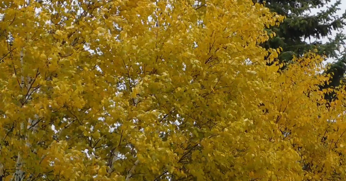 3029959|下落的秋天树叶金色的季节CC0视频素材插图