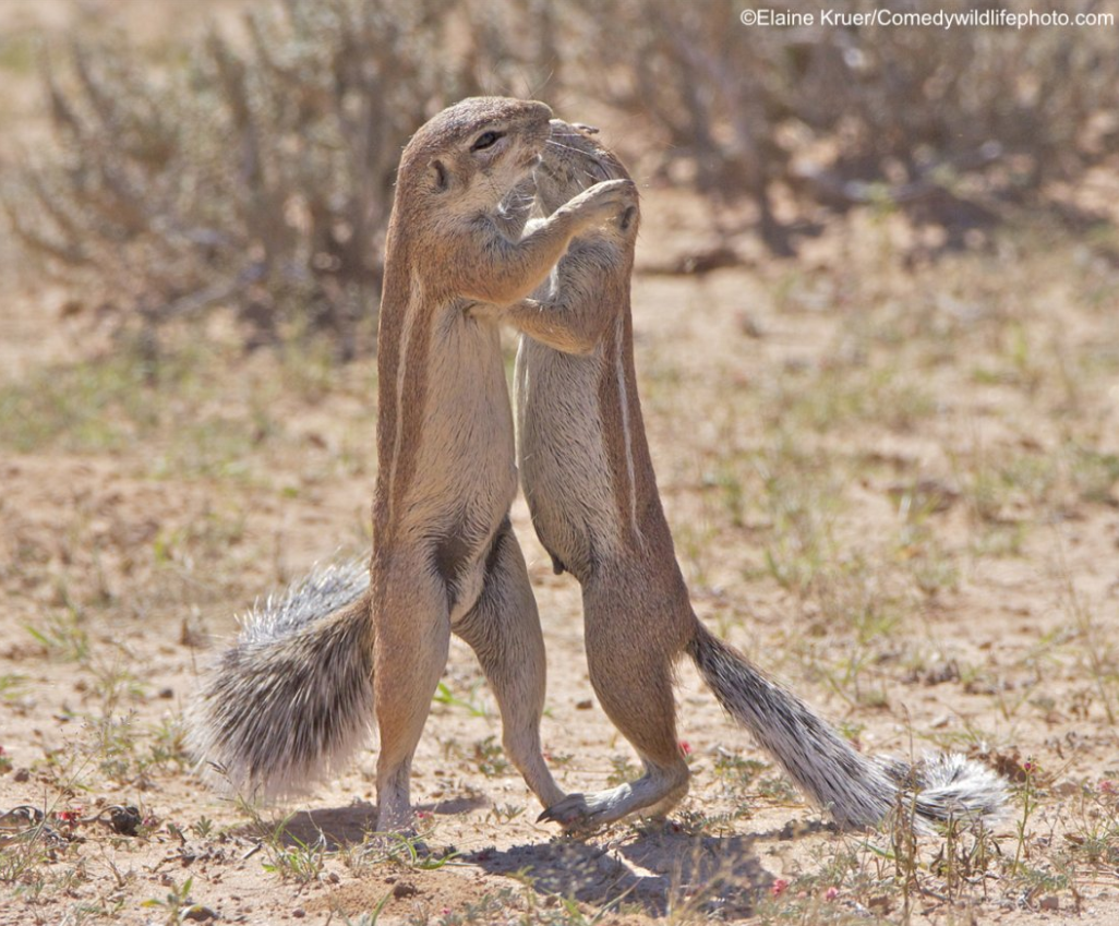 2019“搞笑野生动物摄影奖”出炉，这些家伙太有意思了！