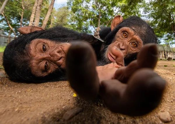 2019自然摄影师大赛优秀作品欣赏，来自全世界的惊艳瞬间