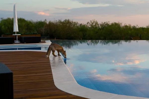 2019自然摄影师大赛优秀作品欣赏，来自全世界的惊艳瞬间