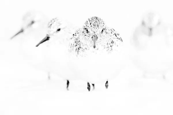 2019自然摄影师大赛优秀作品欣赏，来自全世界的惊艳瞬间