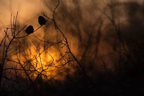 2019自然摄影师大赛优秀作品欣赏，来自全世界的惊艳瞬间