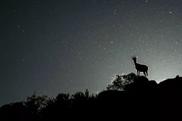 2019自然摄影师大赛优秀作品欣赏，来自全世界的惊艳瞬间