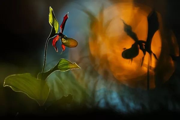 2019自然摄影师大赛优秀作品欣赏，来自全世界的惊艳瞬间