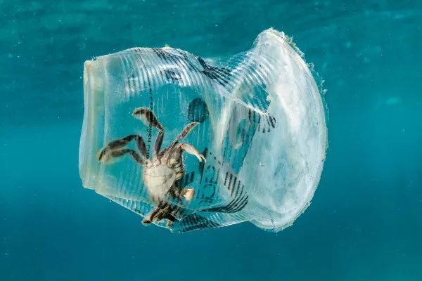 2019自然摄影师大赛优秀作品欣赏，来自全世界的惊艳瞬间