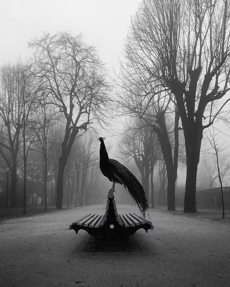 IPPA 2019 苹果摄影大赛揭晓，“老 iPhone”们是获奖的主力军