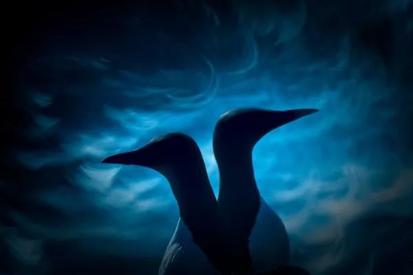 2019自然摄影师大赛优秀作品欣赏，来自全世界的惊艳瞬间