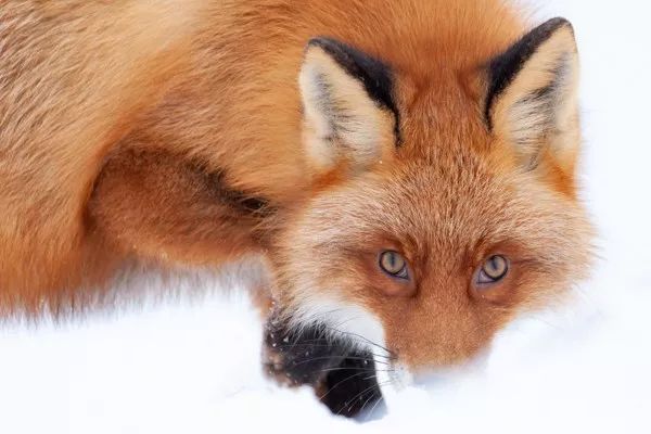 2019自然摄影师大赛优秀作品欣赏，来自全世界的惊艳瞬间