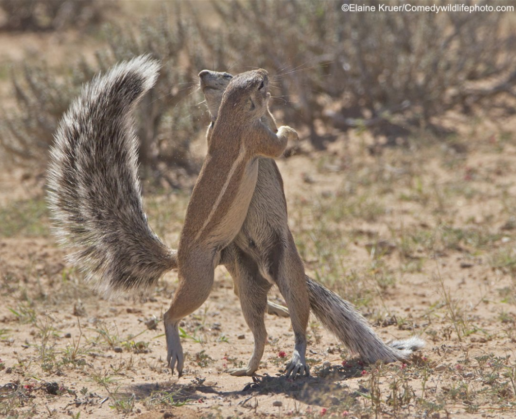 2019“搞笑野生动物摄影奖”出炉，这些家伙太有意思了！
