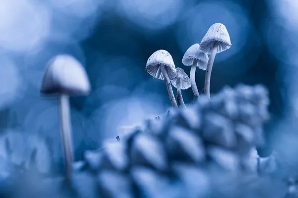 2019自然摄影师大赛优秀作品欣赏，来自全世界的惊艳瞬间